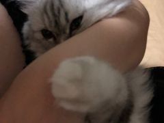 -伟伟宠物医院·CT影像中心·瑞派犬猫综合性门诊(汉口总院)