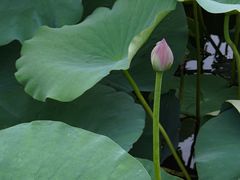 -范蠡湖公园