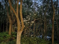 -昆山城市生态森林公园