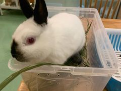 -藦茜花园宠物主题亲子互动体验馆(国顺东路店)