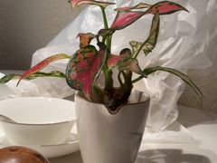 -上上席川菜(凯德乐峰广场店)