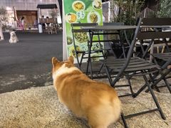 -肥朵食堂(带梦胡同店)