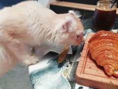 -瞄一喵猫咖(格力海岸店)