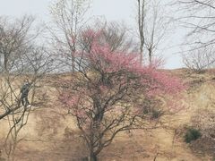-新建村梅花