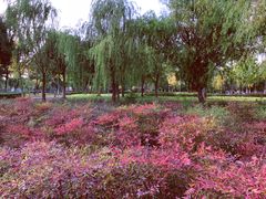 -九里河湿地公园