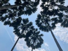 -中国科学院西双版纳热带植物园