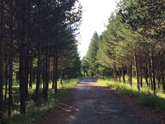 -塞罕坝国家级自然保护区