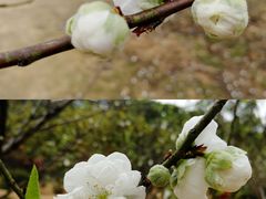 -南国桃园旅游度假区