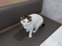 -喵园·猫主题咖啡厅·撸猫·猫咖(国贸店)