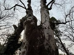 -秋霞圃