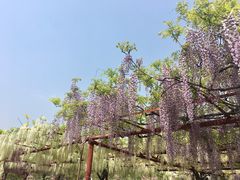 -嘉定紫藤园