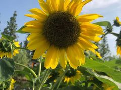 -前小桔亲子创意农场·草莓采摘·露营烧烤