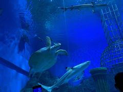 -芜湖新华联大白鲸海洋公园