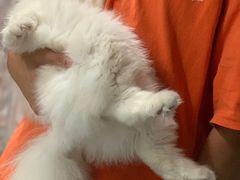 -珠海悠米米努特矮脚猫舍