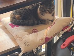 -平行世界·猫咖(首经贸店)