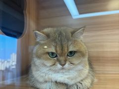 -猫十亿·布偶金渐层·曼基康矮脚猫舍(青年路店)