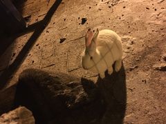 -大鹅岛绿色生态美食园