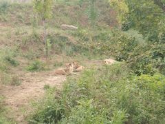 -石家庄市动物园