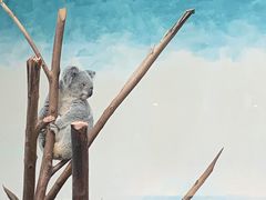 -广州长隆野生动物世界