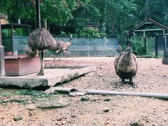 -吉隆坡雀鸟公园