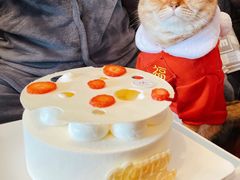 -momokira米努特·德文卷毛猫·棉花面纱犬