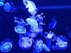 -成都浩海立方海洋公园