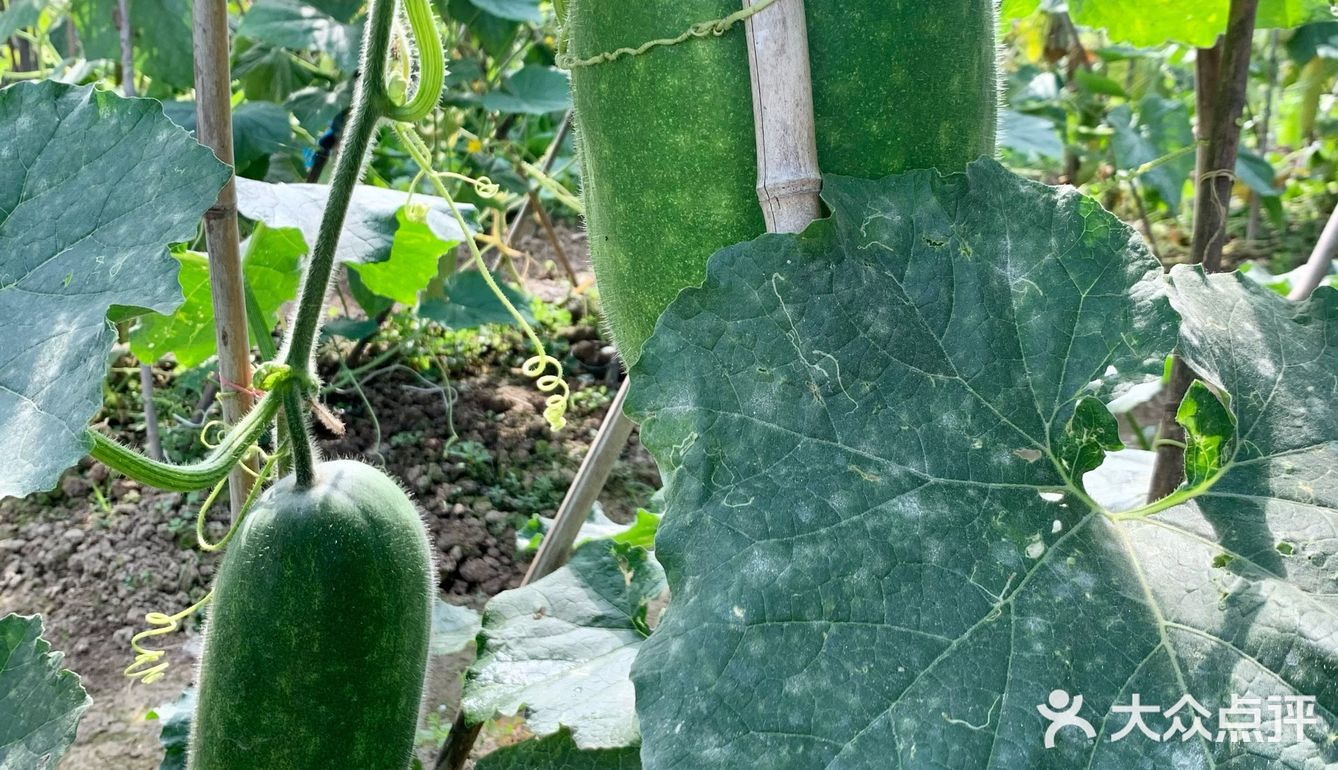 一大早去“偷”瓜🥒