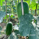 一大早去“偷”瓜🥒