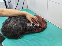 -瑞鹏宠物医院·爱宠堂·骨外专科(西荷分院)