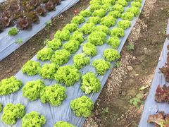 -Ohkajhu Organic Farm Sansai