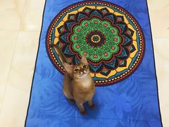 -福懋动物医院·犬猫全科·外科·重症科(杏林分院)