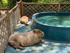 -北京野生动物园