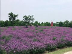 -同里国家湿地公园