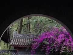 -桂湖森林公园