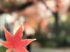-上海瑞金洲际酒店