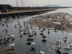 景点-烟墩角天鹅湖