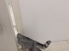 -佳雯宠物医院·皮肤科·内外科(春晓路分院)