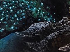 -怀托摩萤火虫洞