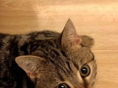 -伟伟宠物医院·瑞派猫友好医院·猫科(光谷店)