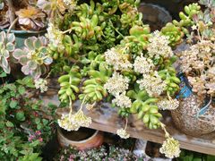 -双季花艺园艺市场(浦东店)