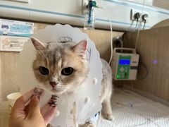 -北京观赏动物医院·24小时大型综合·猫专科·异宠专科