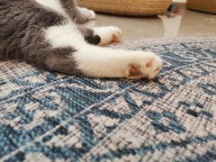 -Catmate·猫肥家润(金润铂宫店)