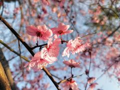 -重庆彩云湖湿地公园