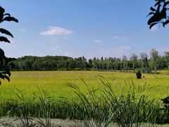 -广富林郊野公园