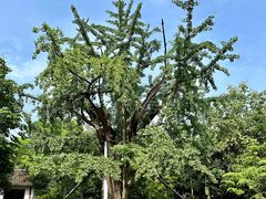 -上海佘山国家森林公园天马山园