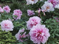 -洛阳市隋唐城遗址植物园
