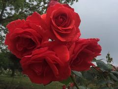 -都江堰玫瑰花溪谷