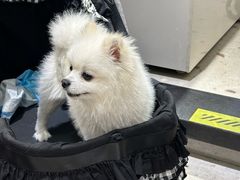 -FAELING PETS美天灵宠物(合生汇店)
