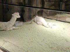 -zoonana室内动物园(东方福来德店)