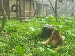 -深圳野生动物园